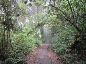 Monteverde 1     
